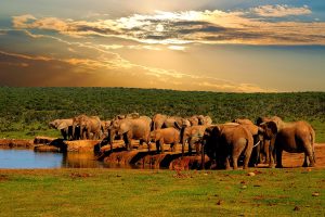 iStock_SouthAfrica_AddoNationalPark_Wildlife_ElephantHerd